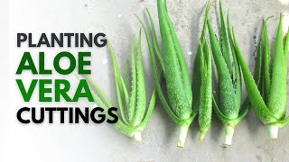 How To Plant Aloe Vera From A Cutting [upl. by Aihsenot972]