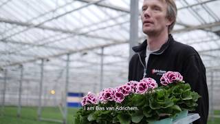 Regal Pelargonium  Walking Plants in a Colourful Greenhouse [upl. by Luthanen244]