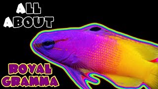 All About The Royal Gramma Basslet [upl. by Enitsed]