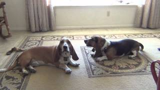 Basset Hounds Howling Lazy Style [upl. by Assed]