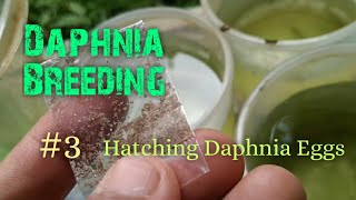 Daphnia Culture made simple and easy 3  Hatching Daphnia eggs [upl. by Arrotal]