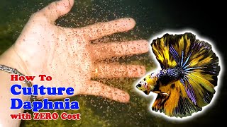 How to Culture Daphnia with ZERO Cost  Unlimited Live Food For Our Fish [upl. by Mientao]