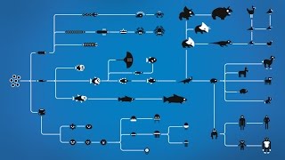 How Evolution works [upl. by Florine262]