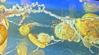 Vancouver Aquarium Live Jelly Cam [upl. by Nirro]