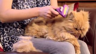 FURminator for Cats Video [upl. by Ogram318]