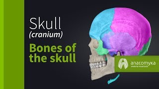 Detailed Diagrams of the Human Skull [upl. by Hicks103]