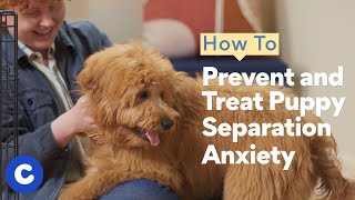 How to Prevent and Treat Puppy Separation Anxiety  Chewtorials [upl. by Jeannette784]