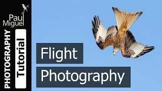 How to Photograph Birds in Flight Canon 1DX [upl. by Undis]