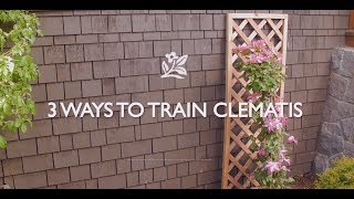 How To Train Clematis [upl. by Loyce]