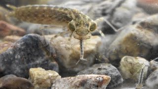 Dragonfly larva eats mosquito larvae [upl. by Pearlman303]