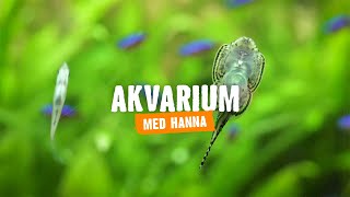 Inreda akvarium  Tips amp råd HORNBACH [upl. by Alicirp825]