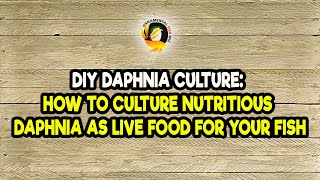 DIY Daphnia Culture How to Culture Nutritious Daphnia as Live Food for Your Fish [upl. by Pembroke297]