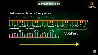 Telomerase Function  Animation [upl. by Aina]