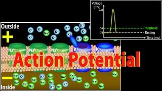 Action Potential in Neurons Animation [upl. by Annodahs]