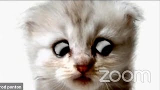 Lawyer Behind Cat Filter Explains What Happened on Zoom [upl. by Havot198]