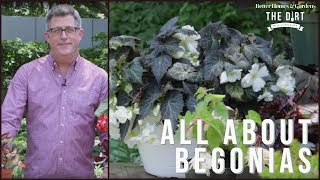 All About Begonias  The Dirt  Better Homes amp Gardens [upl. by Boff]