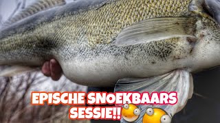 Snoekbaars vissen  EPISCHE DROP SHOT SESSIE [upl. by Rosmunda]