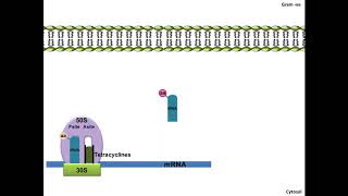 Tetracyclines  Mechanism of Action [upl. by Otho]