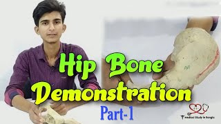 Hip bone anatomy in bangla  Parts features attachmentsrelations part1 [upl. by Samantha]