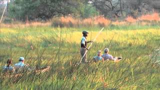 Botswana safari highlights Okavango Delta Central Kalahari Moremi Game Reserve [upl. by Annie]