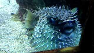 Why do pufferfish quotpuff upquot [upl. by Hollah]