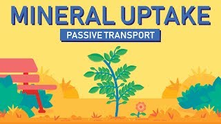 Plant Nutrition Mineral Absorption  Part 1 [upl. by Woodley]