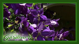 Clematis Collection  Volunteer Gardener [upl. by George]