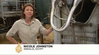 Egyptian abattoirs in cattle cruelty scandal [upl. by Yttam]