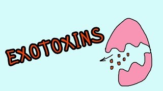 Exotoxine  Wellknown exotoxins botulinum toxin Corynebacterium diphtheriae [upl. by Dragon138]