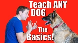 Dog Training 101 How to Train ANY DOG the Basics [upl. by Oirasor]