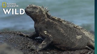 Iguana Awareness Day 43 Types to Celebrate  Nat Geo Wild [upl. by Mylor924]