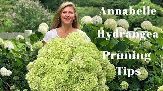 Annabelle Hydrangea Blooms  Tips on Pruning Hydrangeas [upl. by Kolva]