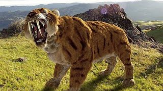 Sabertoothed Tiger  Prehistoric Cats Documentary [upl. by Robina]