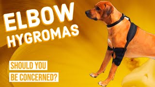 Elbow Hygroma in Dogs [upl. by Graubert]