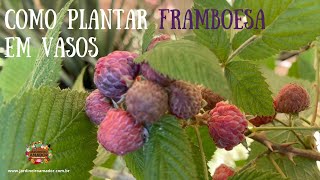 Como plantar framboesa em vaso [upl. by Whitebook]