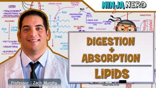 Gastrointestinal  Digestion amp Absorption Of Lipids [upl. by Eiggep]