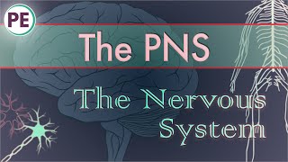 The Nervous System Peripheral Nervous System PNS [upl. by Plerre]