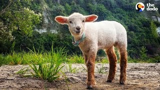 Cuddly Baby Lamb Thinks He’s A Puppy  ZUKO  The Dodo [upl. by Plotkin]