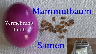 Mammutbäume durch Samen vermehren [upl. by Burleigh]