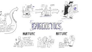 Epigenetics Nature vs nurture [upl. by Ilrac]