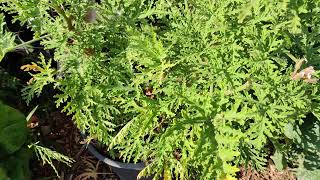 All About Citronella Plant Citrosa Geranium or Pelargonium Citrosum [upl. by Ahsea]