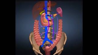 SISTEMA VENOSO PORTAL HEPÁTICO [upl. by Ecarg]