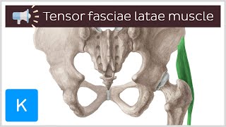 Tensor fasciae latae muscle  Anatomical Terms Pronunciation by Kenhub [upl. by Aholah]