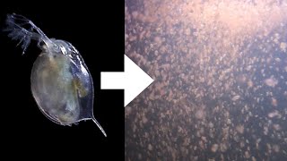 How I Culture Daphnia [upl. by Aidni]