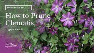 How to Prune Clematis Vines [upl. by Torrence]