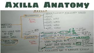 Axilla Anatomy  Part 1  Upper Limb Anatomy [upl. by Ljoka]