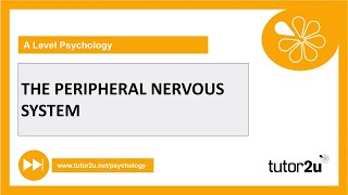 Peripheral Nervous System  Biopsychology  AQA A Level Psychology [upl. by Ona46]