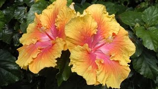 Care and Culture of Hibiscus [upl. by Ulrike]