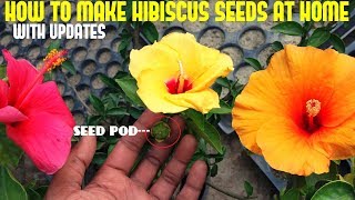 How to Make Hybrid Hibiscus or Hibiscus Seeds at HomeWith Updates [upl. by Eilraep336]