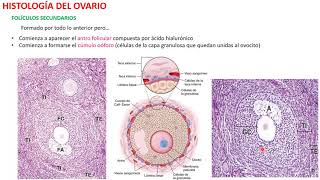 Histología del Ovario [upl. by Iadrahs49]